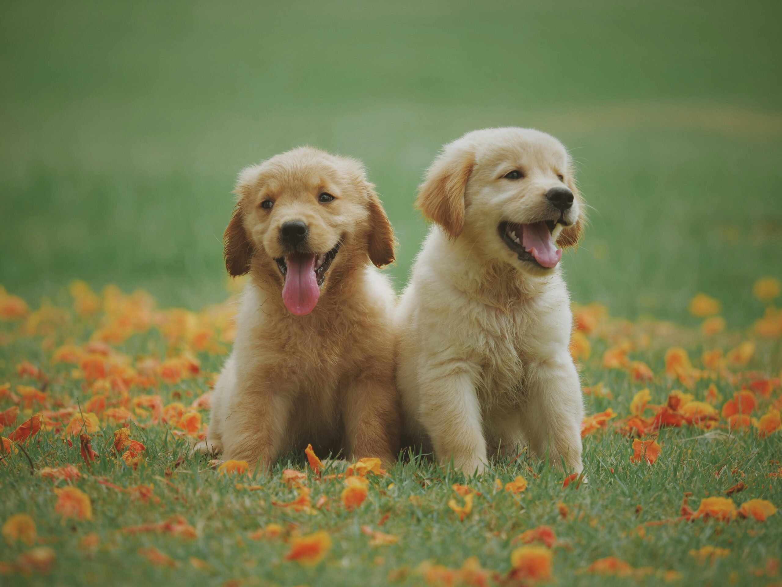 Senior Dog Food Formula