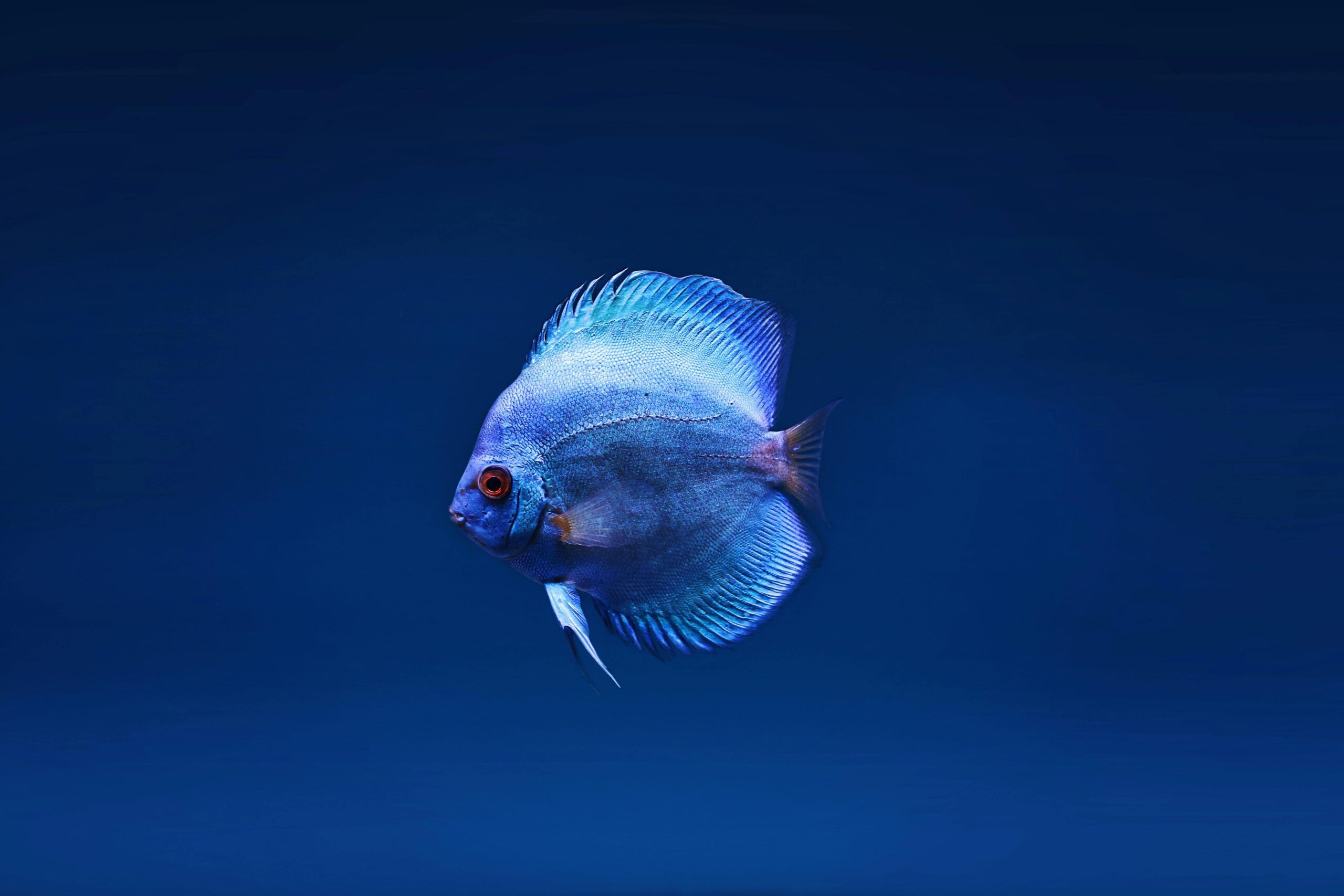 Aquarium Gravel Cleaner