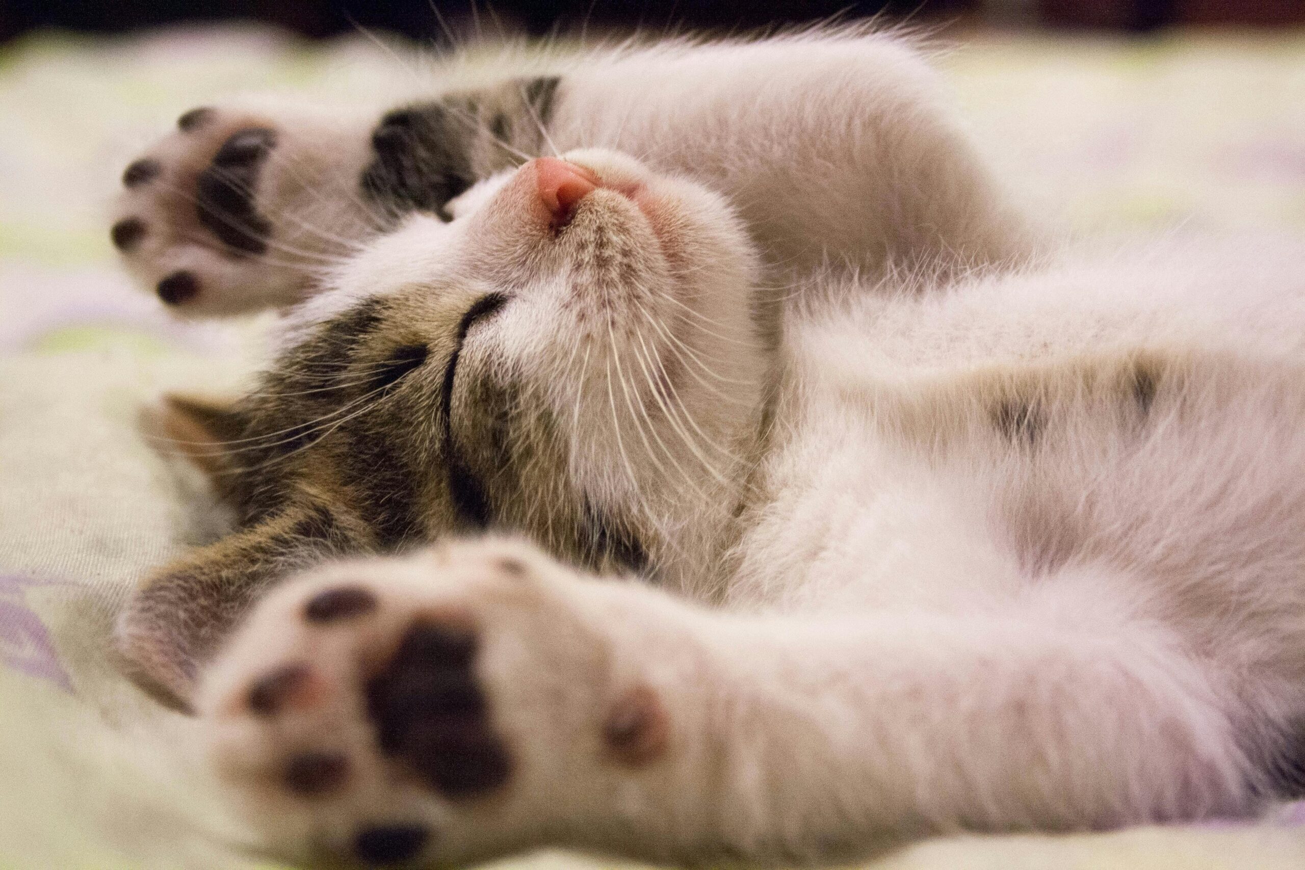 Hairball Control Cat Food